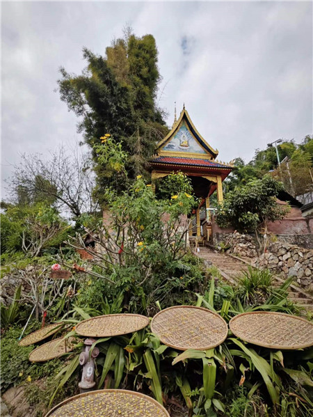 晾曬茶花。寨子里的生活隨處可見與茶有關的小景