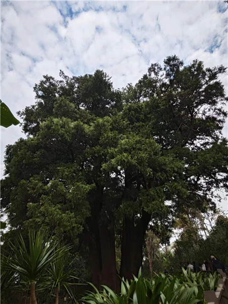來到翁基古寨，不能不注意到一座寺廟和一棵古樹。寺廟是帕哎冷寺，古樹則是一棵古柏樹。翁基古柏經研究鑒定，樹齡在2500年以上，樹根徑圍11米，胸徑3.5米，樹高20余米。相傳翁基后山上有妖龍為惡村里，為解除村民苦難，一佛爺來到村頭打坐誦經，點化惡龍。日久天長，惡龍終受感化而變身成為柏樹。它與古寺相伴相生，綠蔭蔽天，村民稱此景觀為“古柏聽經”。