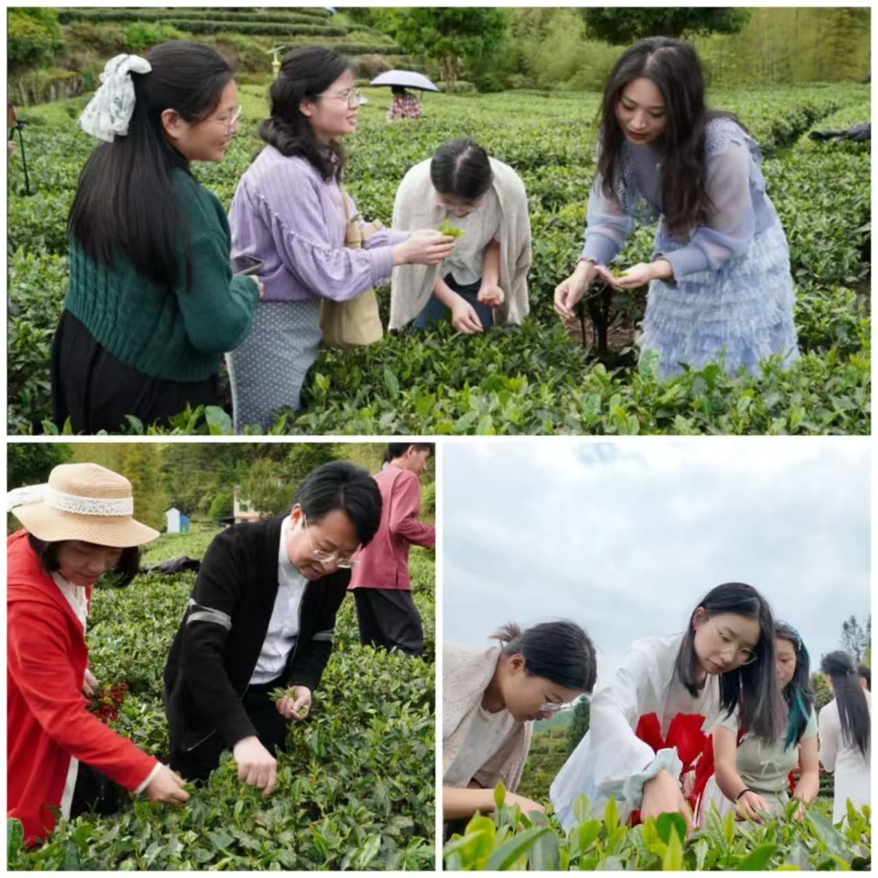 在五指峰鄉江西省猶江紅韻生態茶園基地體驗采茶